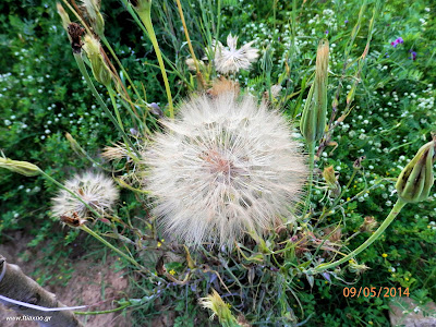 Τραγοπώγων ο πρασόφυλλος-Tragopogon porrifolius